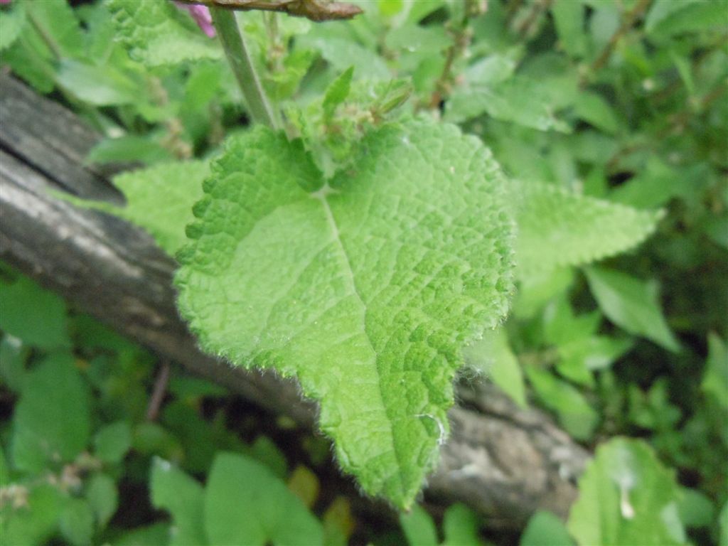 Stachys sylvatica L. / Stregona dei boschi